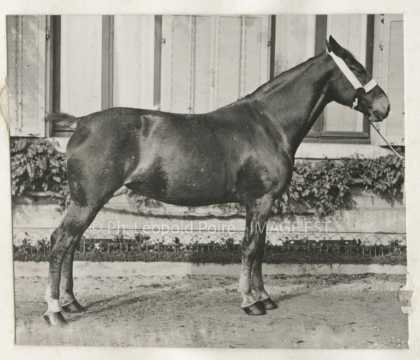 Cheval