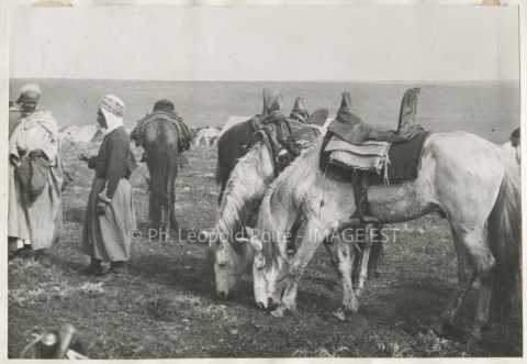 Chevaux broutant