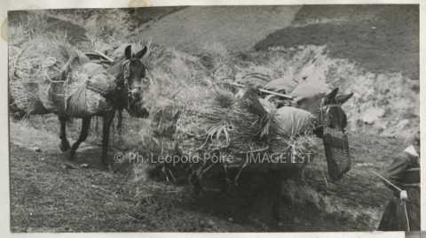 Ânes transportant la récolte