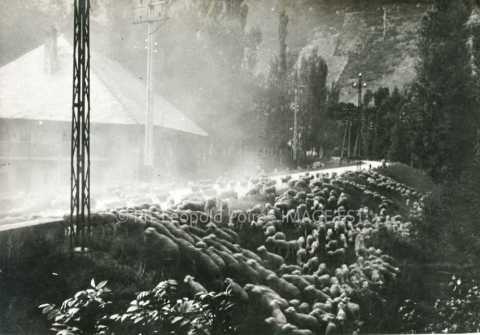 Troupeau de moutons
