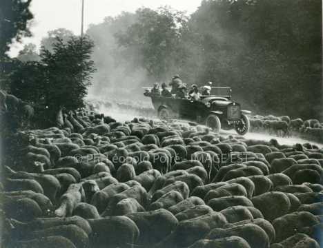 Voiture parmi un troupeau de moutons