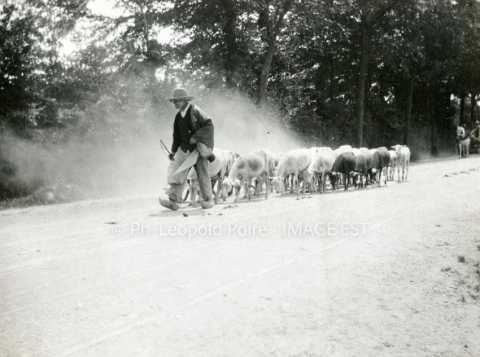 Troupeau de moutons
