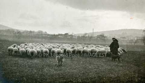 Troupeau de moutons