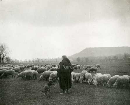 Troupeau de moutons