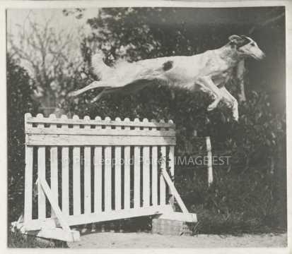 Chien qui saute