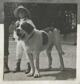 Chien Saint-Bernard