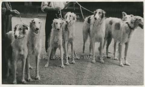 Groupe de chiens