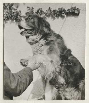 Chien donnant la patte