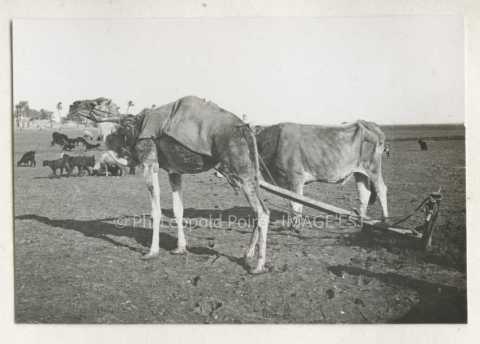 Dromadaire et bovin attelés