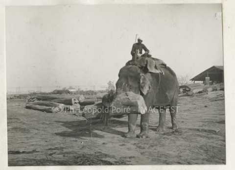 Éléphant