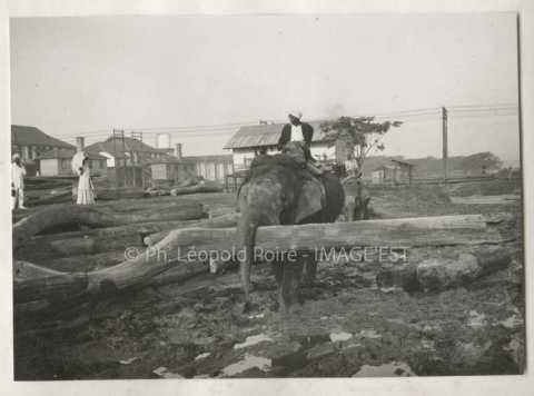 Éléphant