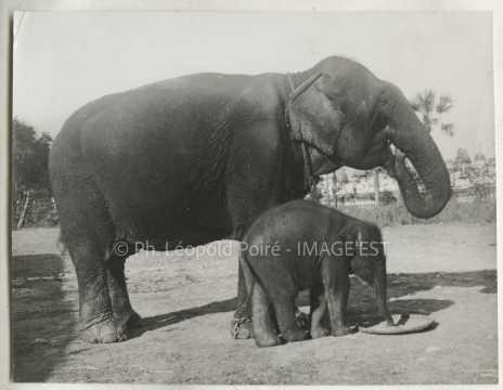 Éléphants