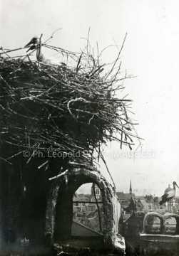 Nid de cigognes (Phalsbourg)