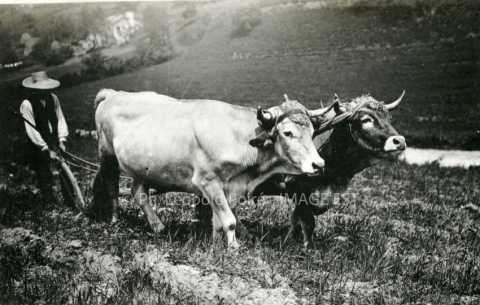 Bovins labourant