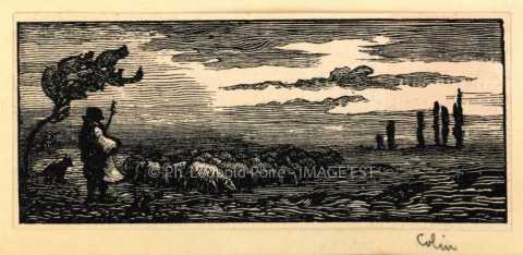 Troupeau de moutons