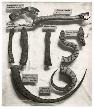 Exposition de serpents (Nancy)