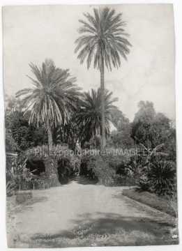 Jardin d'Essai (Alger)