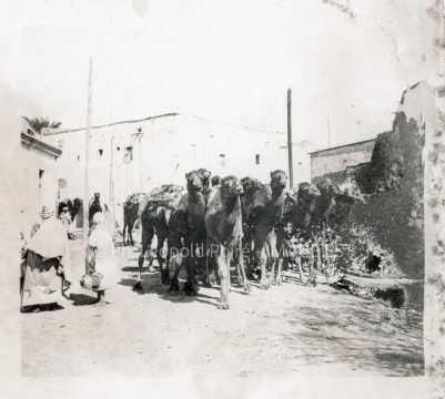 Troupeau de dromadaires