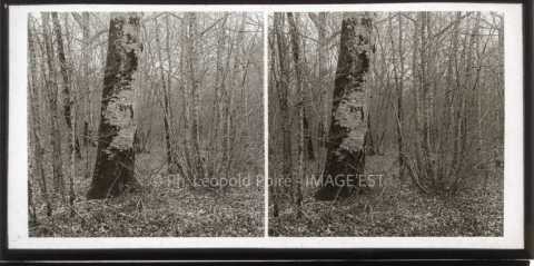 Forêt