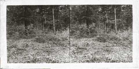 Forêt