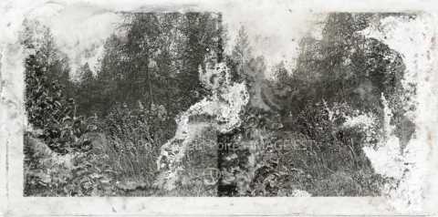 Forêt