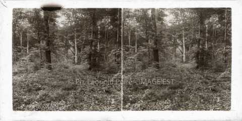 Forêt