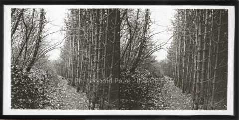 Forêt