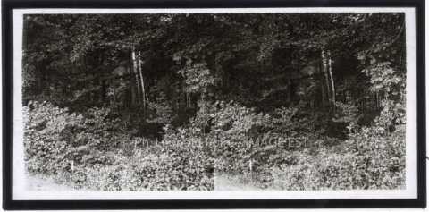 Forêt