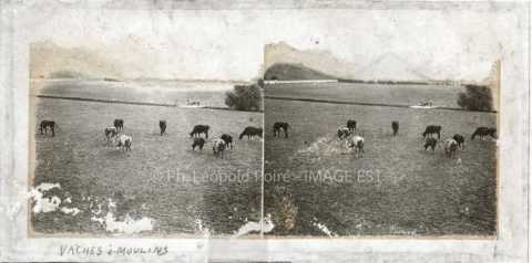 Pâturage (Moulins-lès-Metz)