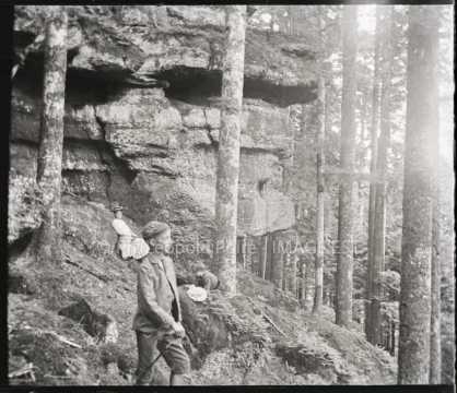 Dans une forêt