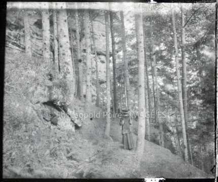 Dans une forêt