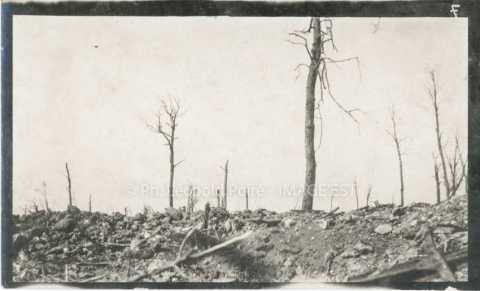 Forêt dévastée