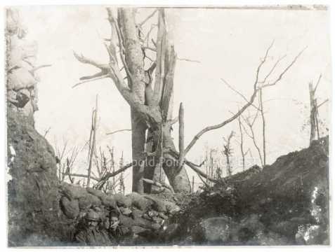 Arbres déchiquetés