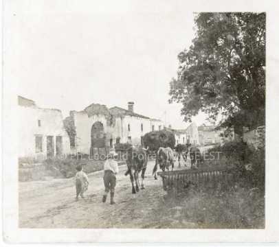 Troupeau de vaches