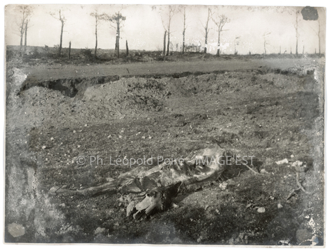 Cadavre de cheval (Gerbéviller)