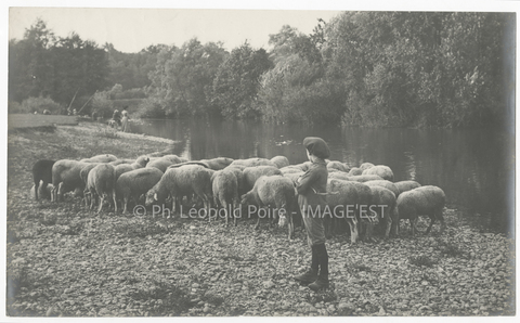 Troupeau de moutons