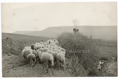 Troupeau de moutons