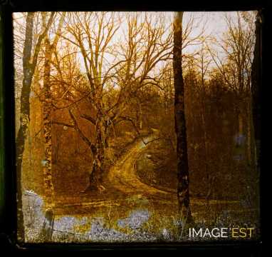 Paysage forestier
