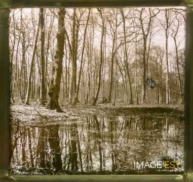 Paysage forestier