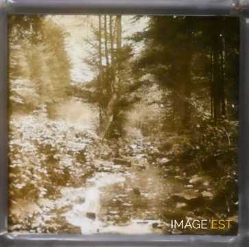 Paysage forestier