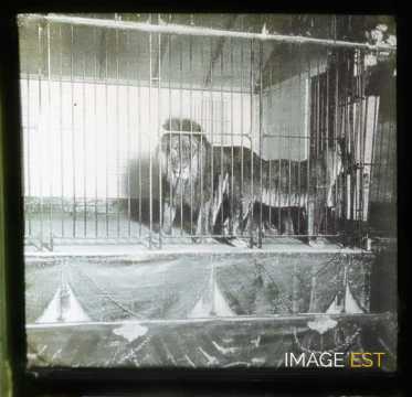 Lion en cage