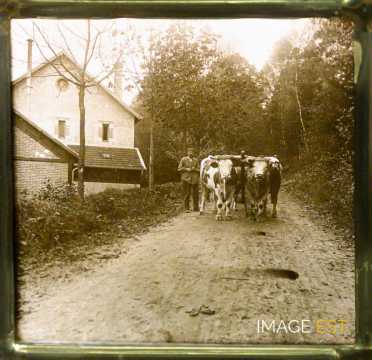 Attelage de boeufs