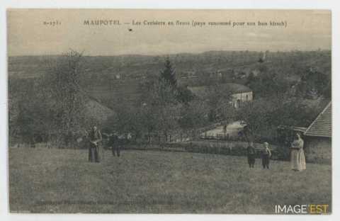 Verger de cerisiers (Maupotel)