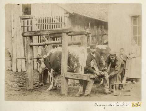Ferrage des boeufs (Celles-sur-Plaine)