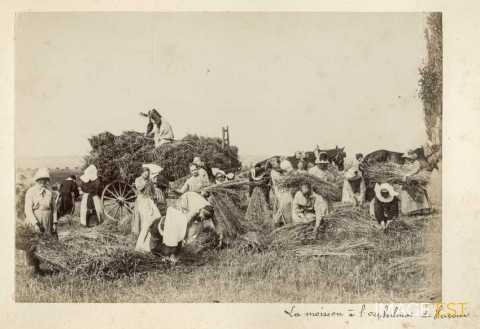 Scène de moisson (Haroué)