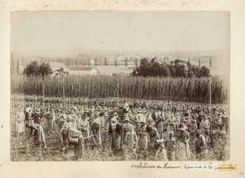 Travaux à la pépinière (Haroué)