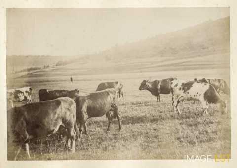 Troupeau de vaches (Urville ?)