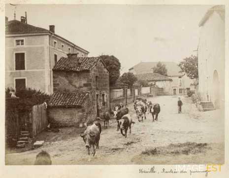 Rentrée du pâturage (Urville)
