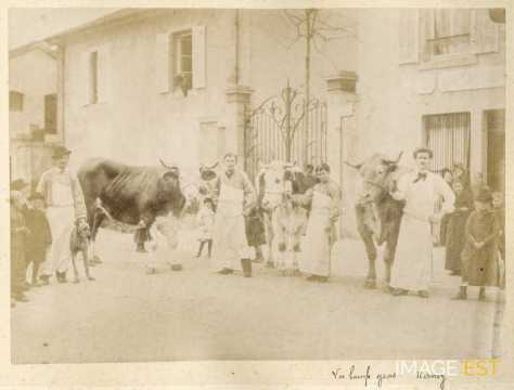 Boeufs gras (Nancy)