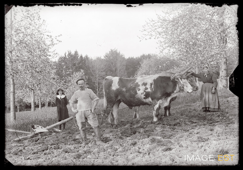 Travaux de labour (Le Val-d'Ajol)